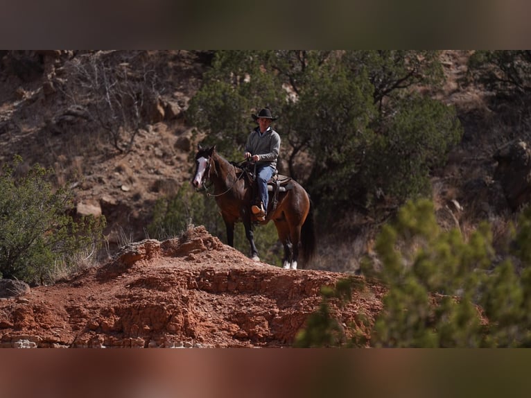 American Quarter Horse Ruin 6 Jaar 147 cm Roodbruin in Sweet Springs MO