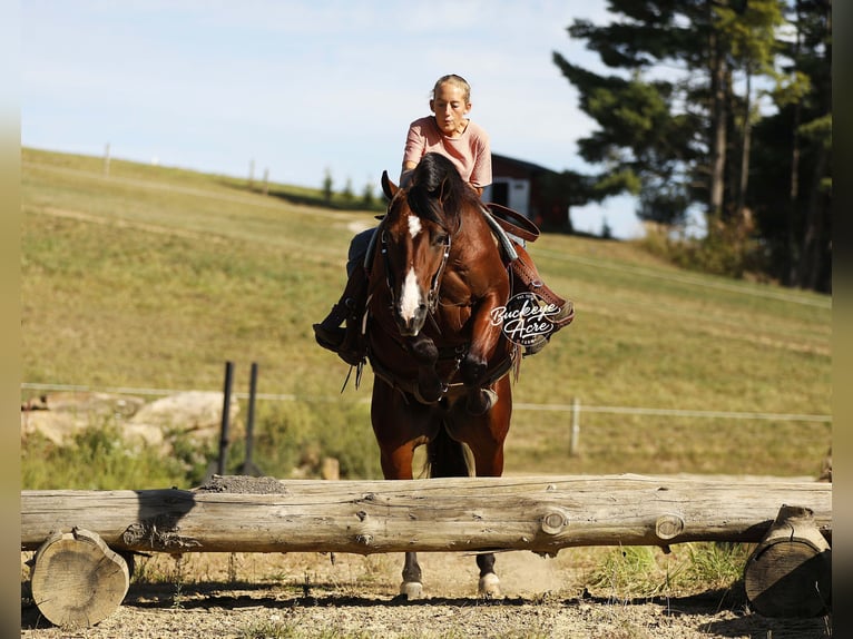 American Quarter Horse Ruin 6 Jaar 147 cm Roodbruin in Millersburg