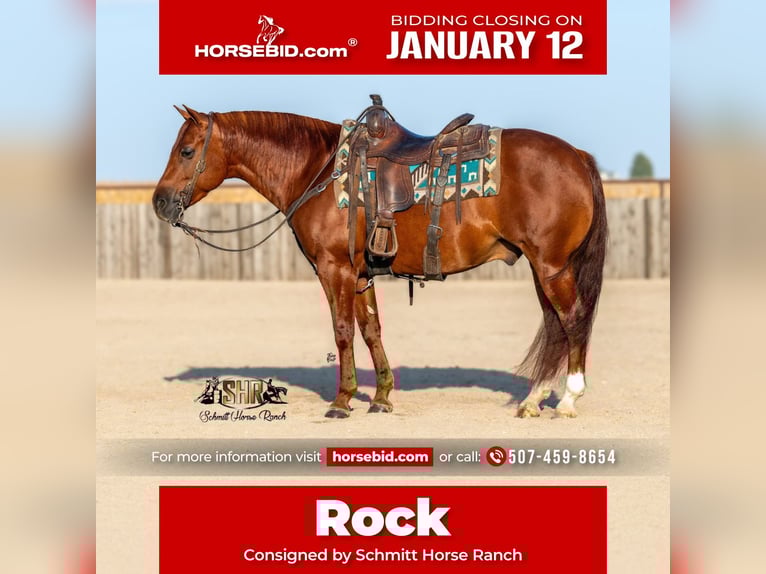 American Quarter Horse Ruin 6 Jaar 147 cm Roodvos in Holland