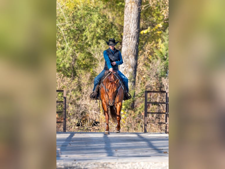 American Quarter Horse Ruin 6 Jaar 147 cm Roodvos in Holland