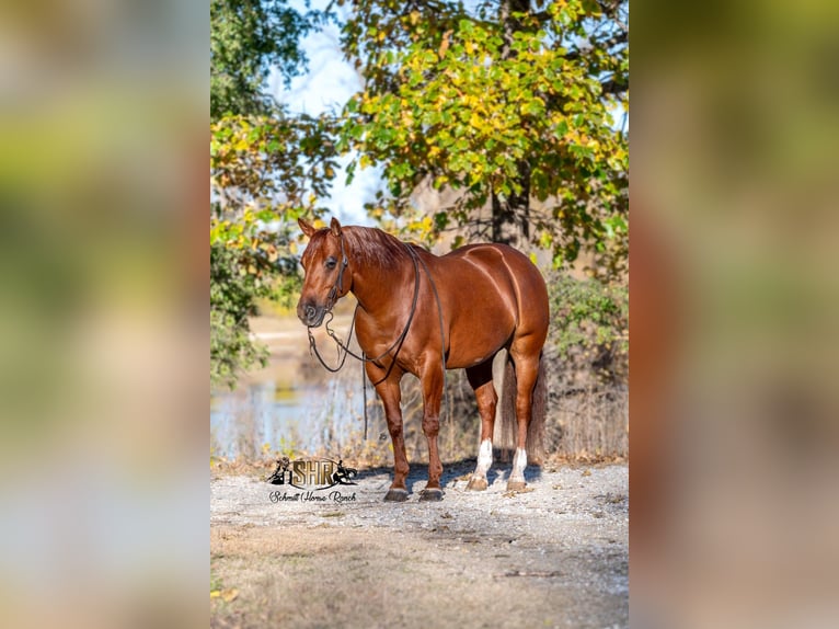 American Quarter Horse Ruin 6 Jaar 147 cm Roodvos in Holland