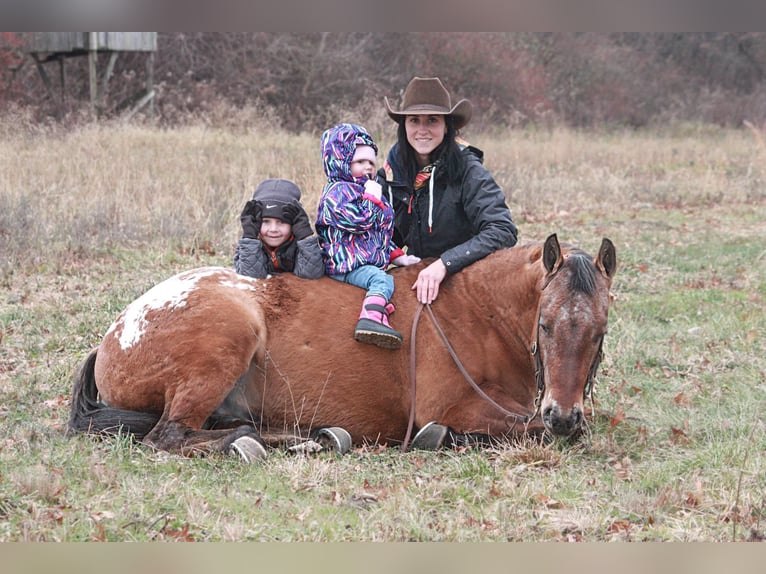 American Quarter Horse Ruin 6 Jaar 147 cm Roodvos in North Judson IN