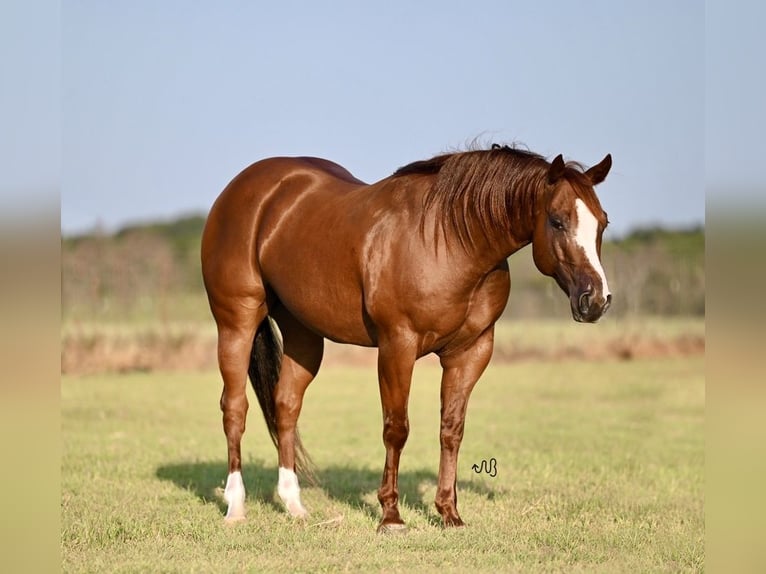 American Quarter Horse Ruin 6 Jaar 147 cm Roodvos in Burleson, TX