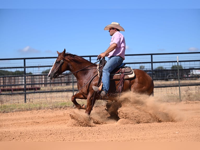 American Quarter Horse Ruin 6 Jaar 147 cm Roodvos in Burleson, TX