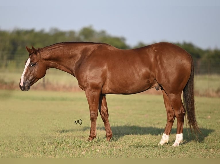 American Quarter Horse Ruin 6 Jaar 147 cm Roodvos in Burleson, TX