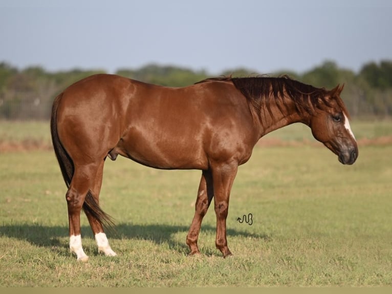 American Quarter Horse Ruin 6 Jaar 147 cm Roodvos in Burleson, TX