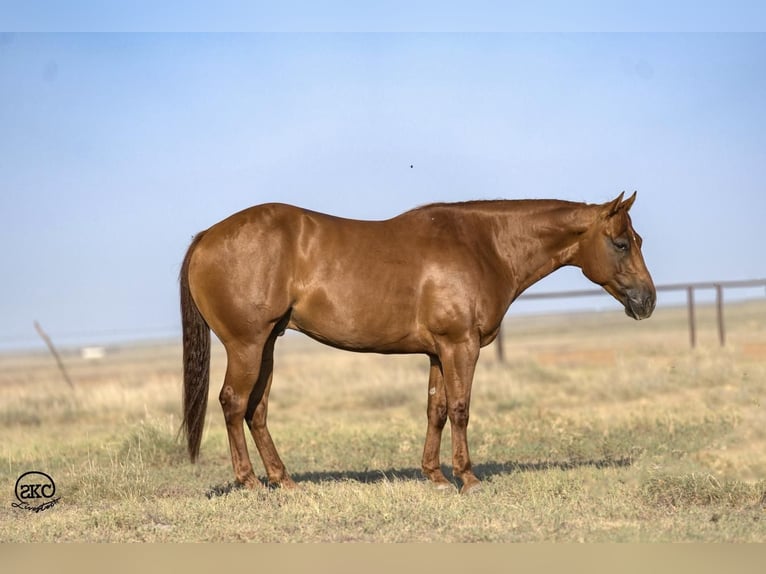 American Quarter Horse Ruin 6 Jaar 147 cm Roodvos in Canyon, TX