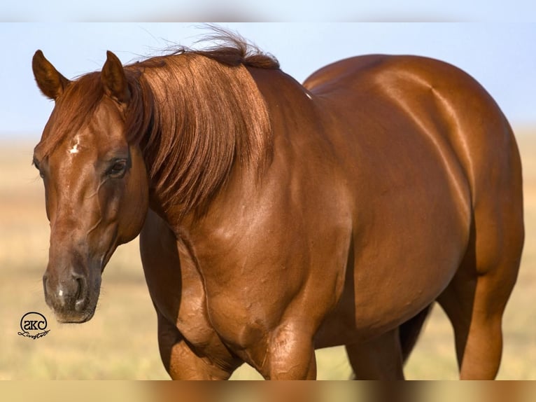 American Quarter Horse Ruin 6 Jaar 147 cm Roodvos in Canyon, TX