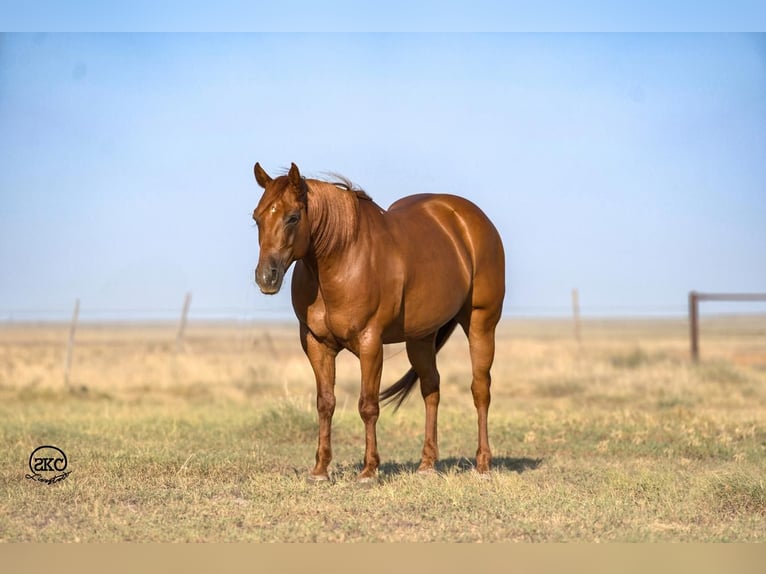 American Quarter Horse Ruin 6 Jaar 147 cm Roodvos in Canyon, TX