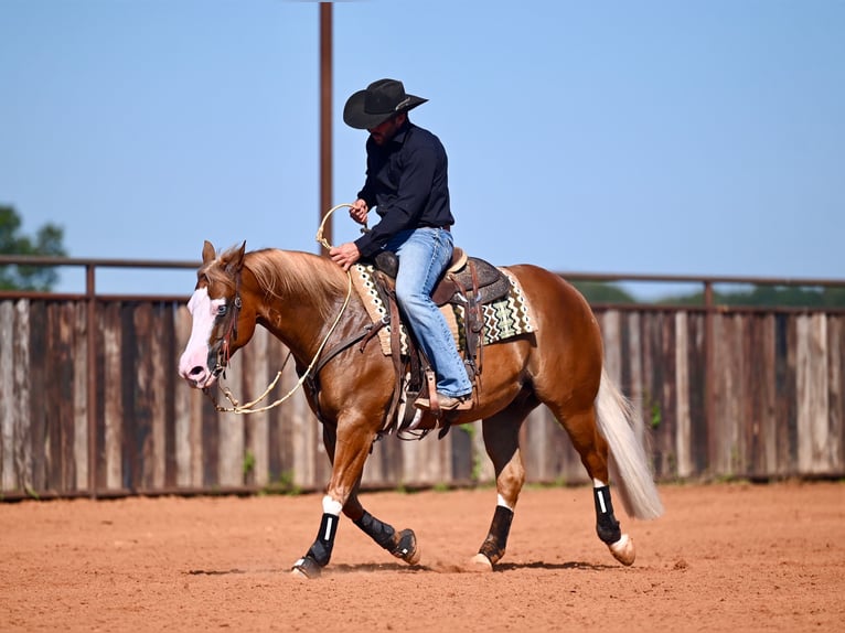 American Quarter Horse Mix Ruin 6 Jaar 147 cm Roodvos in Waco