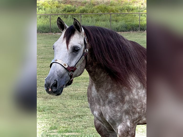 American Quarter Horse Ruin 6 Jaar 147 cm Schimmel in Whitesboro, TX