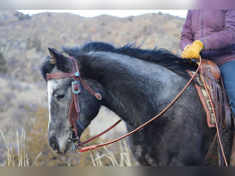 American Quarter Horse Ruin 6 Jaar 147 cm Schimmel in Nunn CO