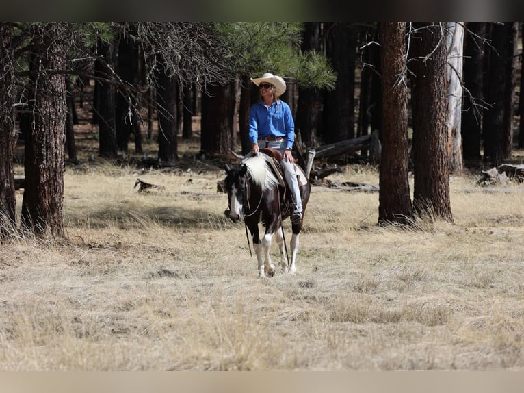 American Quarter Horse Ruin 6 Jaar 147 cm Tobiano-alle-kleuren in Cottonwood AZ