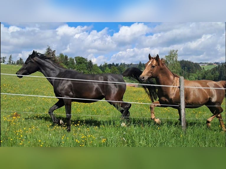 American Quarter Horse Ruin 6 Jaar 147 cm Vos in Höchenschwand