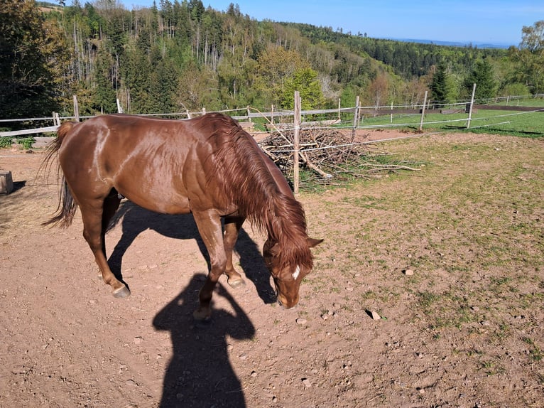 American Quarter Horse Ruin 6 Jaar 147 cm Vos in Höchenschwand