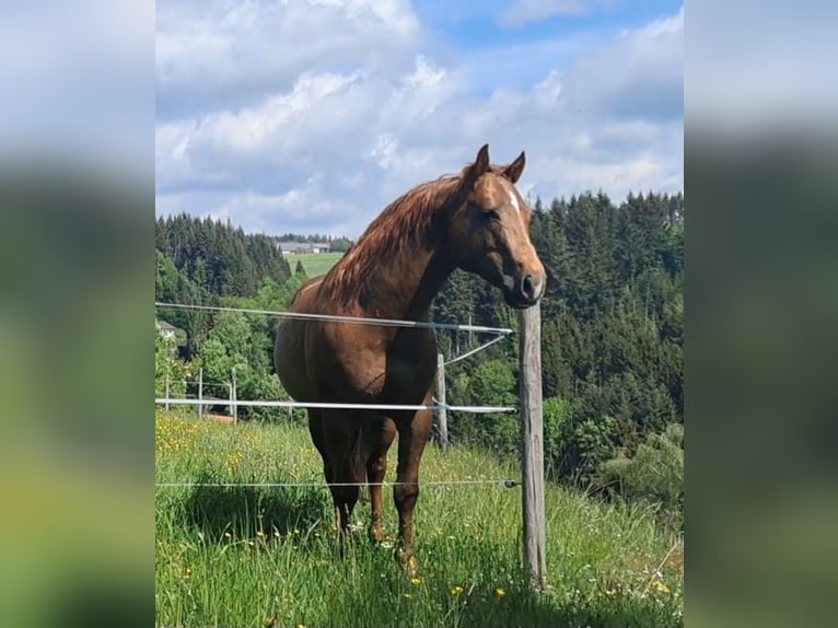 American Quarter Horse Ruin 6 Jaar 147 cm Vos in Höchenschwand