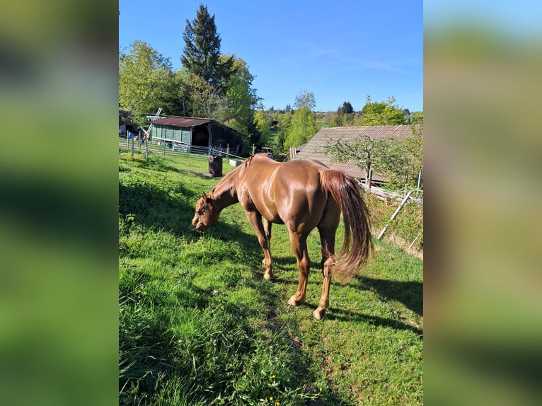 American Quarter Horse Ruin 6 Jaar 147 cm Vos in Höchenschwand