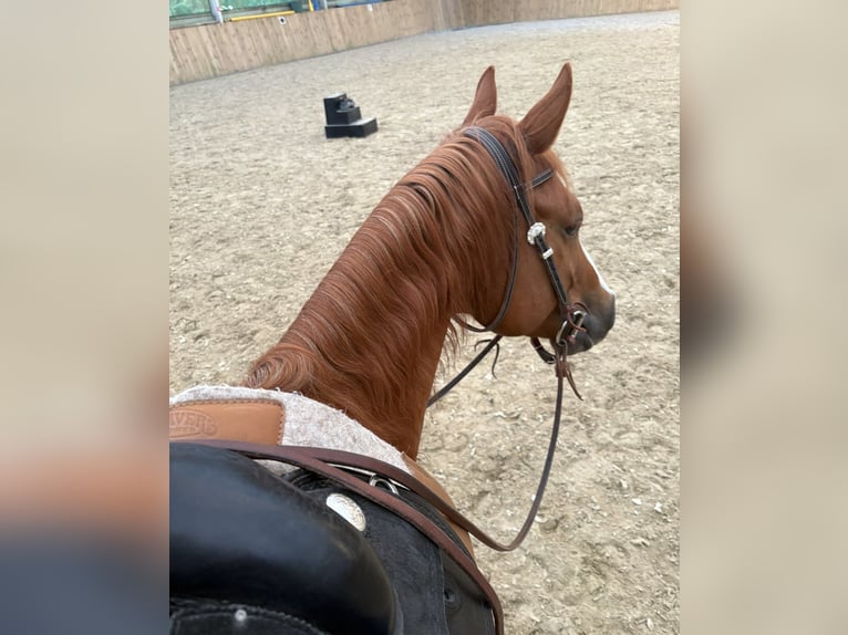 American Quarter Horse Ruin 6 Jaar 147 cm Vos in Bad Sassendorf