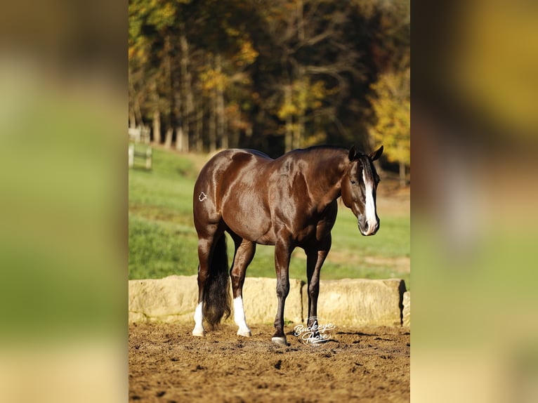 American Quarter Horse Ruin 6 Jaar 147 cm Zwart in Millersburg