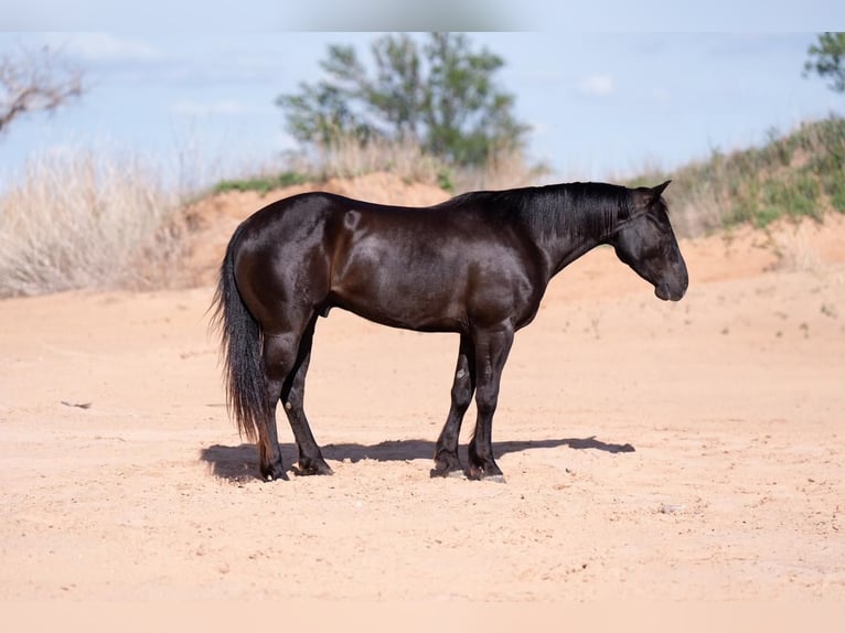 American Quarter Horse Ruin 6 Jaar 147 cm Zwart in Canyon, TX