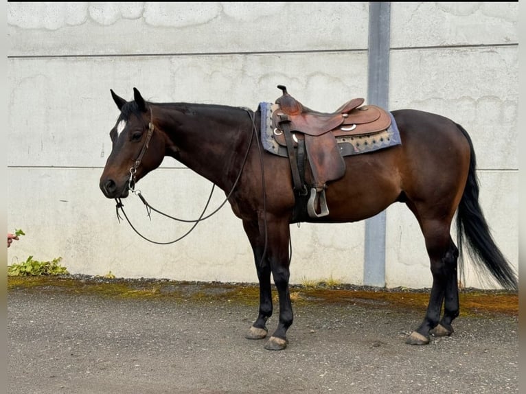 American Quarter Horse Ruin 6 Jaar 148 cm Donkerbruin in Melsele