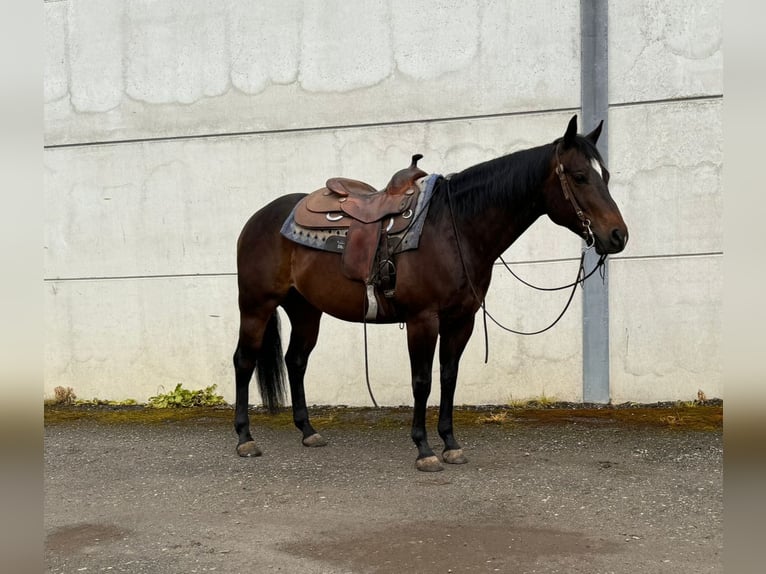 American Quarter Horse Ruin 6 Jaar 148 cm Donkerbruin in Melsele