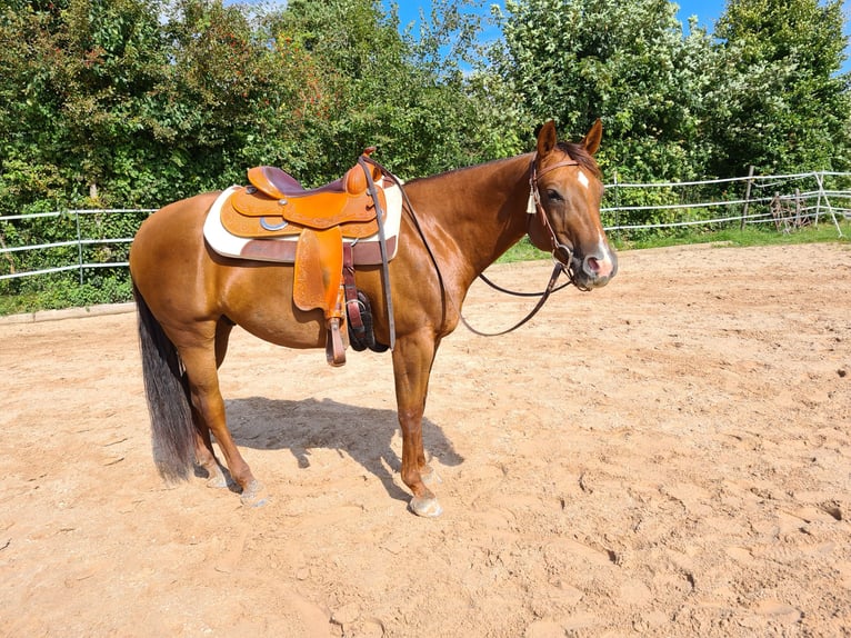 American Quarter Horse Ruin 6 Jaar 148 cm Donkere-vos in Engstingen