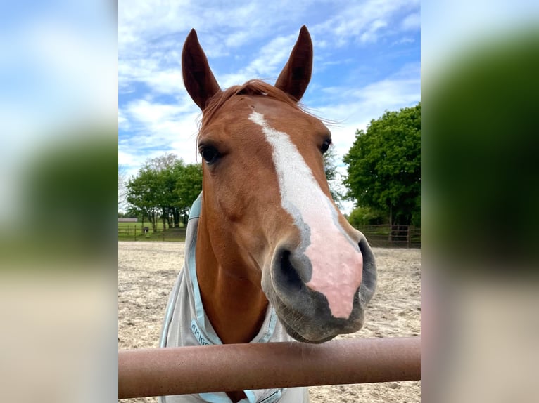 American Quarter Horse Ruin 6 Jaar 148 cm Vos in Bottrop