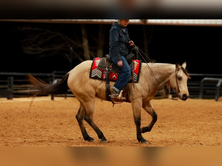 American Quarter Horse Ruin 6 Jaar 150 cm Buckskin in Quitman