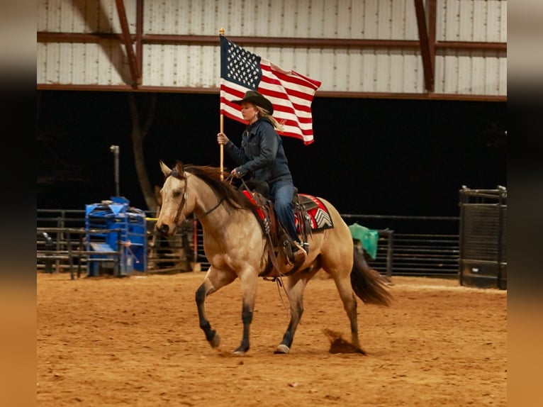 American Quarter Horse Ruin 6 Jaar 150 cm Buckskin in Quitman