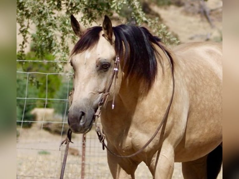American Quarter Horse Ruin 6 Jaar 150 cm Buckskin in Tres Pinos