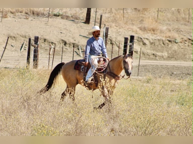 American Quarter Horse Ruin 6 Jaar 150 cm Buckskin in Tres Pinos
