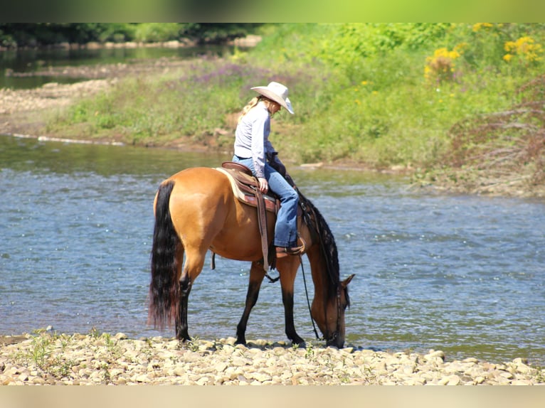 American Quarter Horse Ruin 6 Jaar 150 cm Buckskin in Clarion, PA