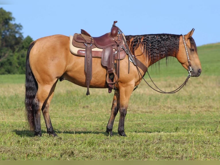 American Quarter Horse Ruin 6 Jaar 150 cm Buckskin in Clarion, PA