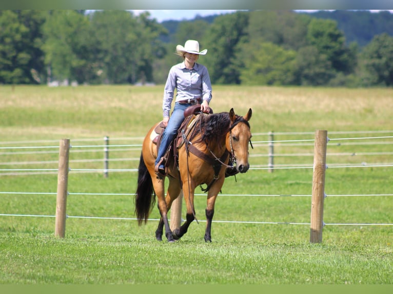 American Quarter Horse Ruin 6 Jaar 150 cm Buckskin in Clarion, PA