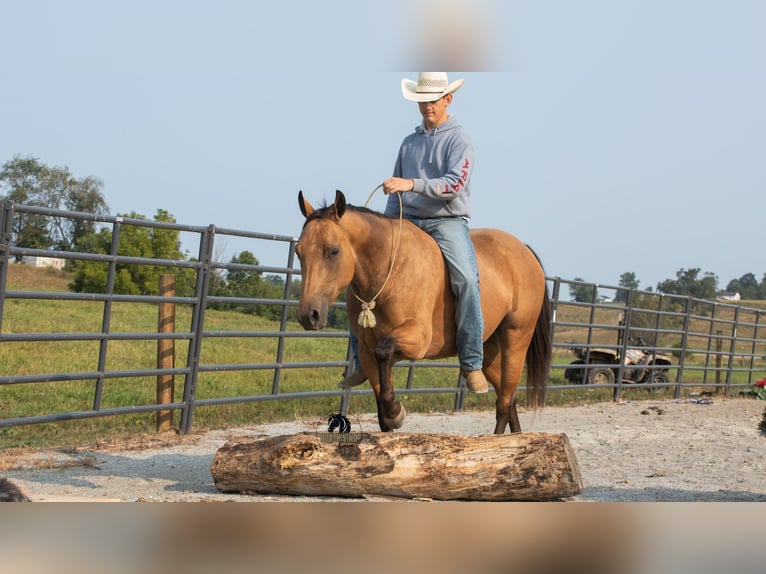 American Quarter Horse Ruin 6 Jaar 150 cm Buckskin in Fredericksburg