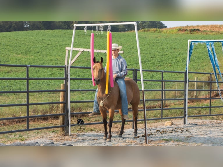American Quarter Horse Ruin 6 Jaar 150 cm Buckskin in Fredericksburg