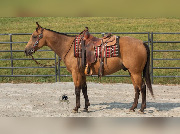 American Quarter Horse Ruin 6 Jaar 150 cm Buckskin in Fredericksburg