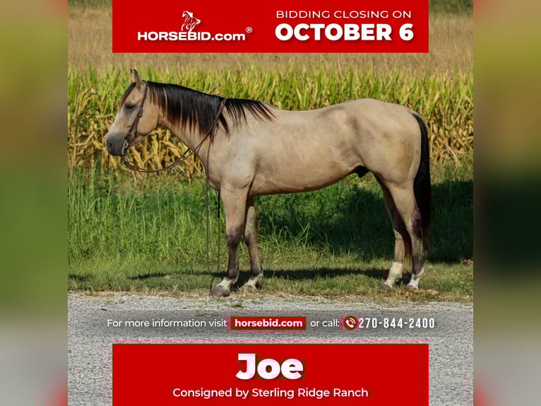 American Quarter Horse Ruin 6 Jaar 150 cm Buckskin in Henderson