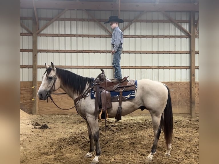 American Quarter Horse Ruin 6 Jaar 150 cm Buckskin in Henderson