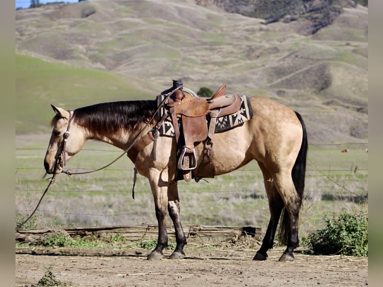 American Quarter Horse Ruin 6 Jaar 150 cm Buckskin in Paicines CA