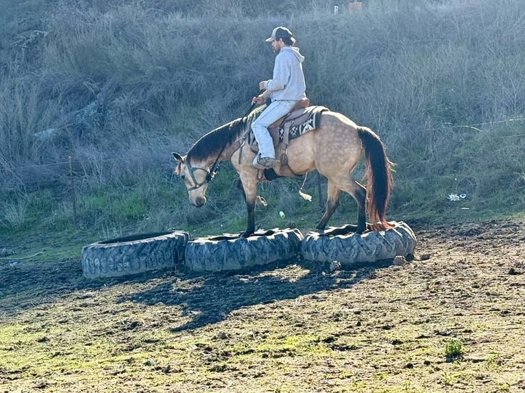 American Quarter Horse Ruin 6 Jaar 150 cm Buckskin in Paicines CA