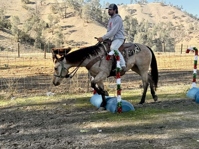 American Quarter Horse Ruin 6 Jaar 150 cm Buckskin in Paicines CA