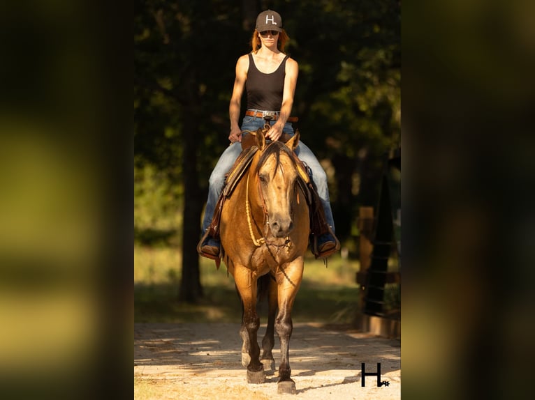 American Quarter Horse Ruin 6 Jaar 150 cm Buckskin in Weatherford TX