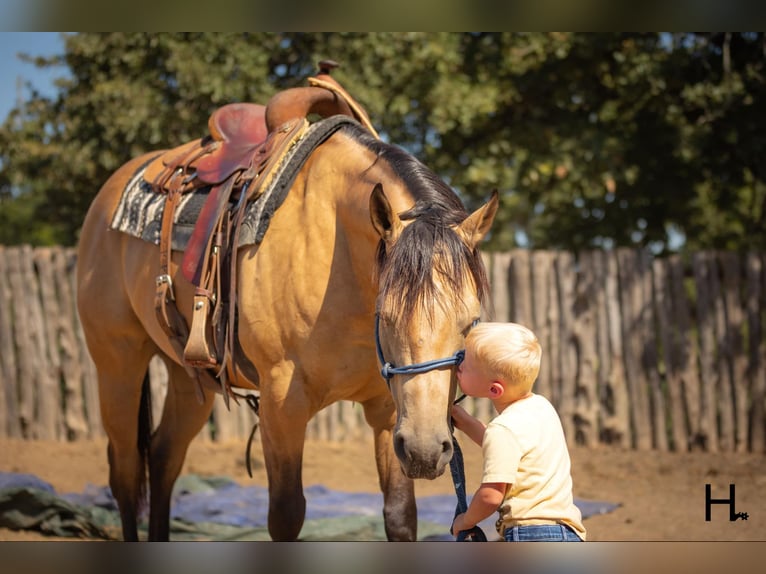 American Quarter Horse Ruin 6 Jaar 150 cm Buckskin in Weatherford TX