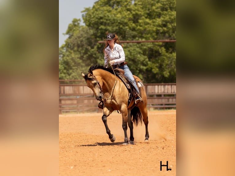 American Quarter Horse Ruin 6 Jaar 150 cm Buckskin in Weatherford TX