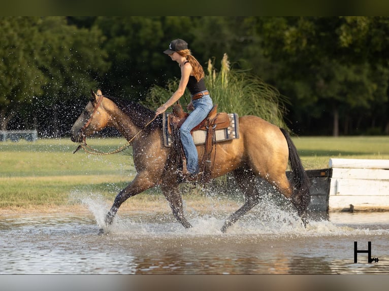 American Quarter Horse Ruin 6 Jaar 150 cm Buckskin in Weatherford TX