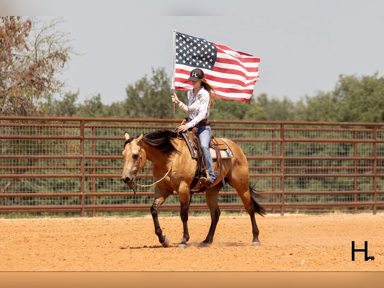 American Quarter Horse Ruin 6 Jaar 150 cm Buckskin in Weatherford TX