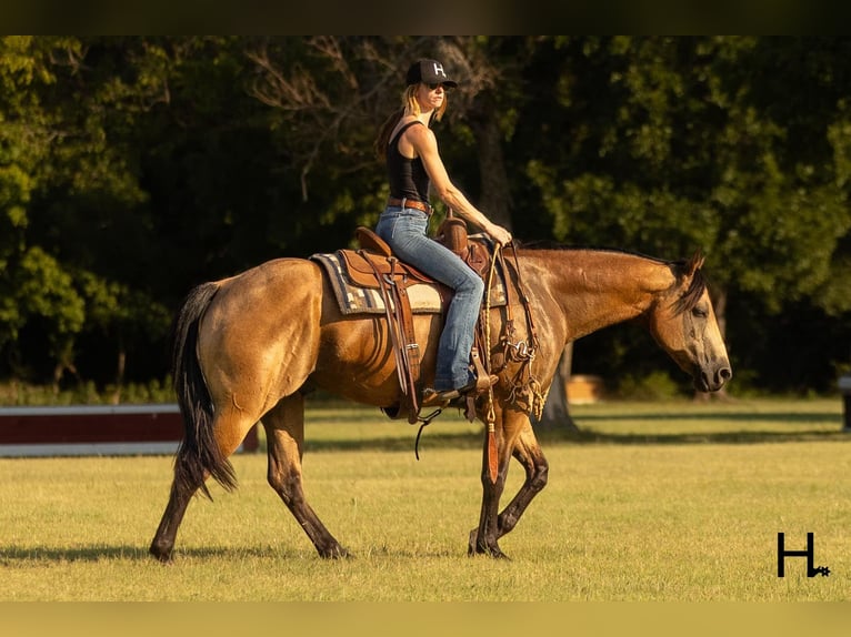 American Quarter Horse Ruin 6 Jaar 150 cm Buckskin in Weatherford TX