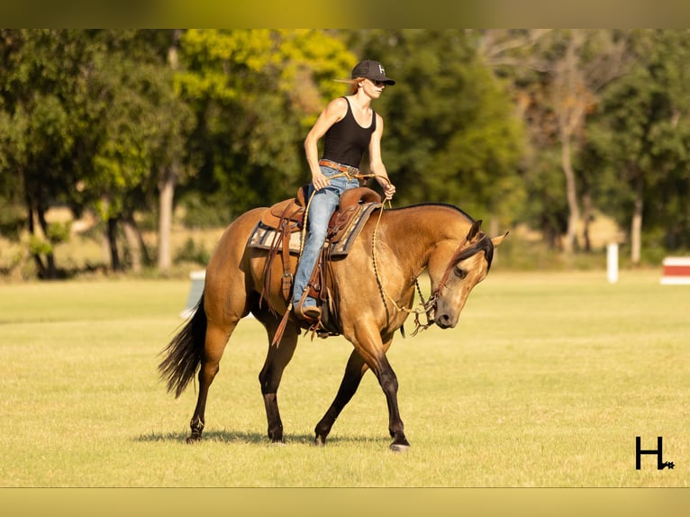 American Quarter Horse Ruin 6 Jaar 150 cm Buckskin in Weatherford TX